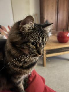 Service : chat Service : chat