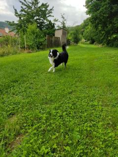 Service : chien Service : chien