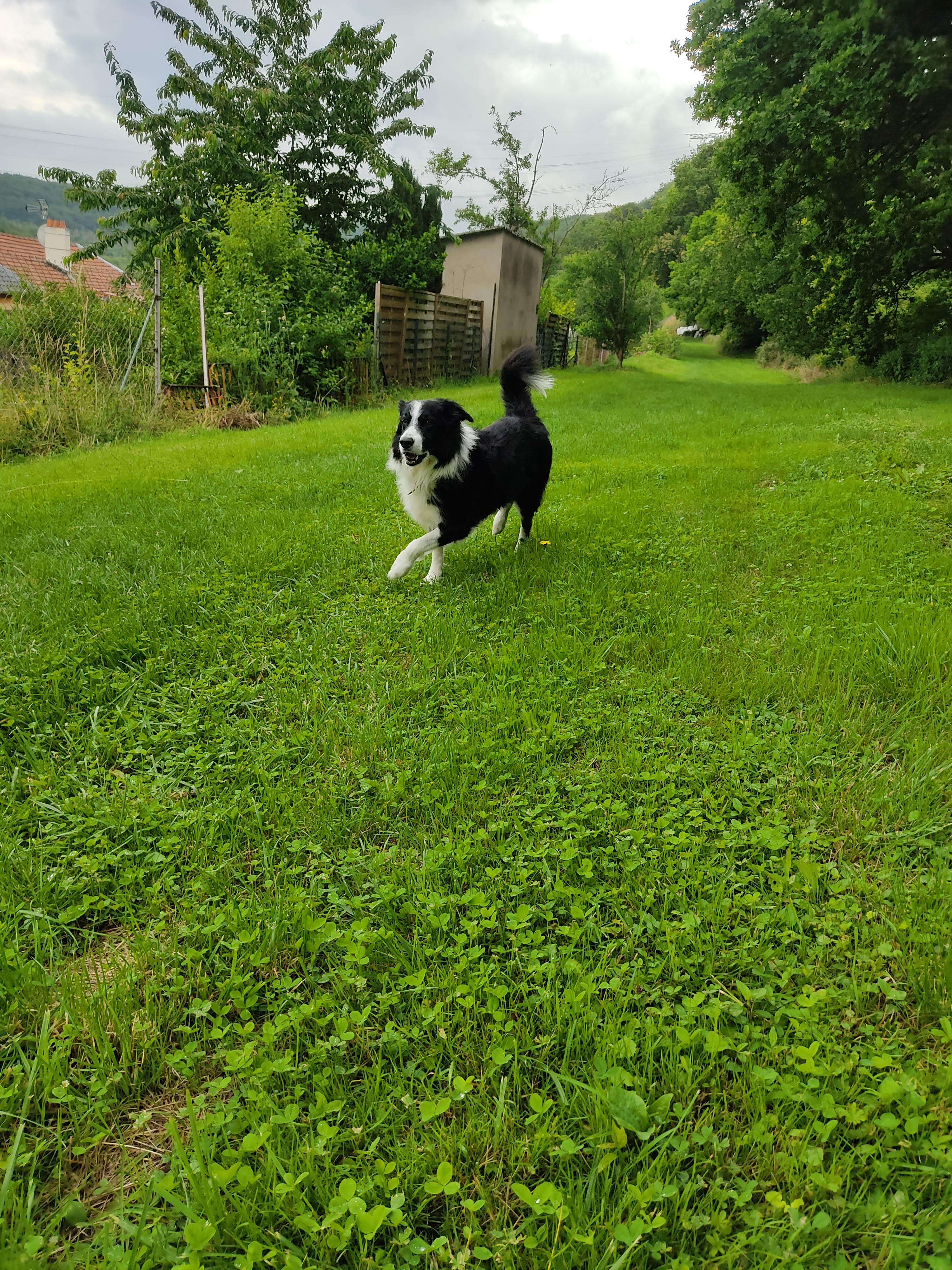 Service chien 57 entre particuliers