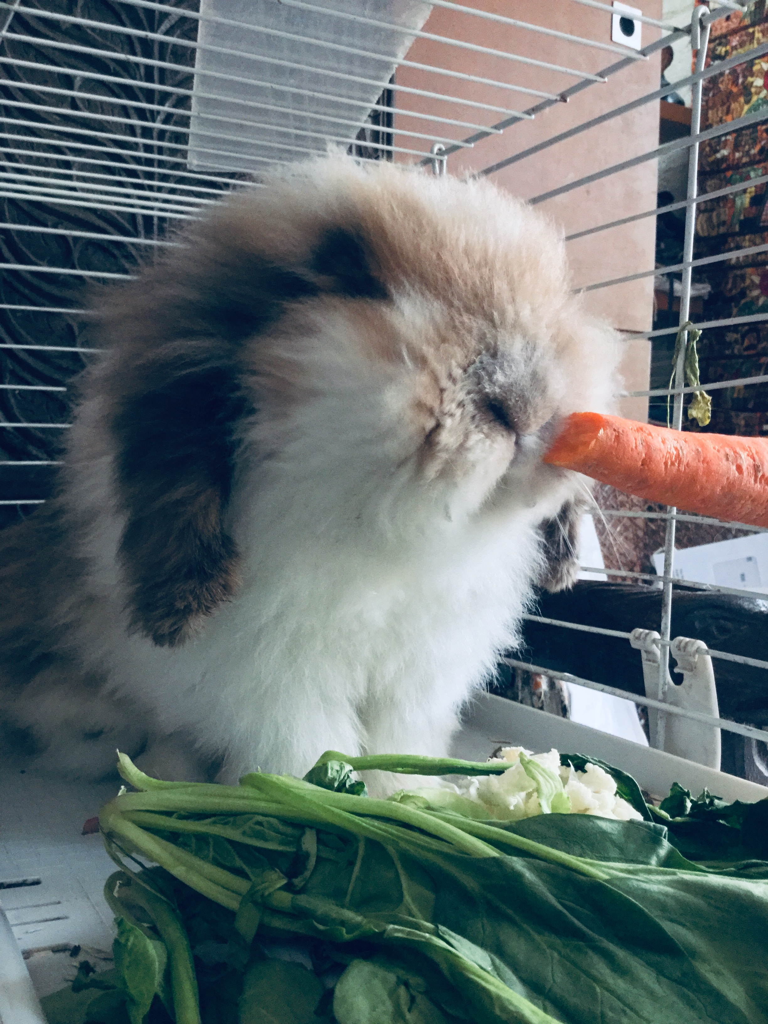 Service garde lapin 33 entre particuliers