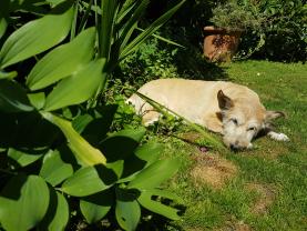 Service garde animaux entre particuliers