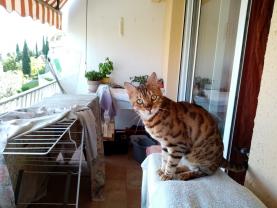 Service : chat Service : chat