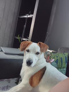 Service : chien Service : chien