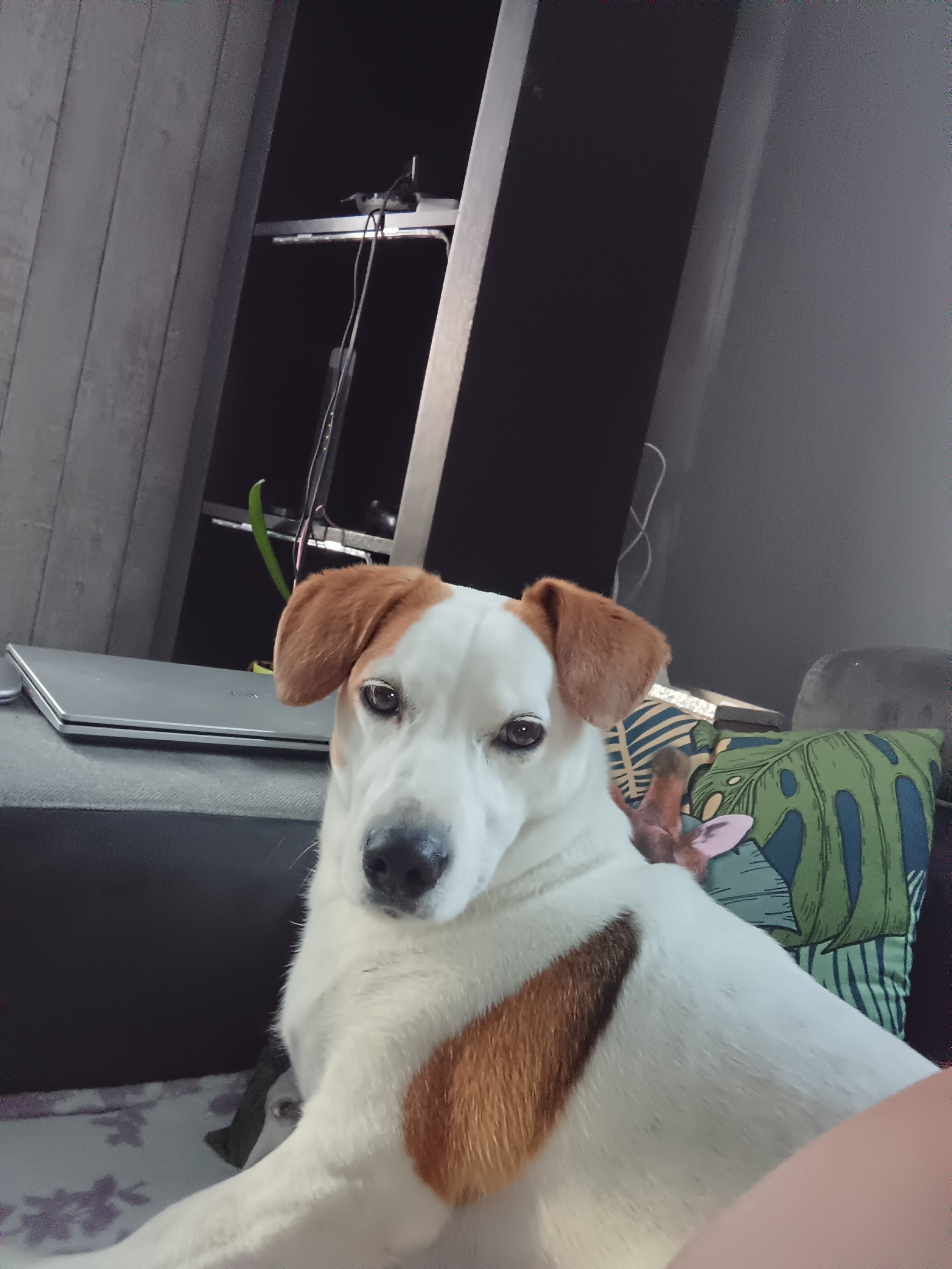 Service chien 50 entre particuliers