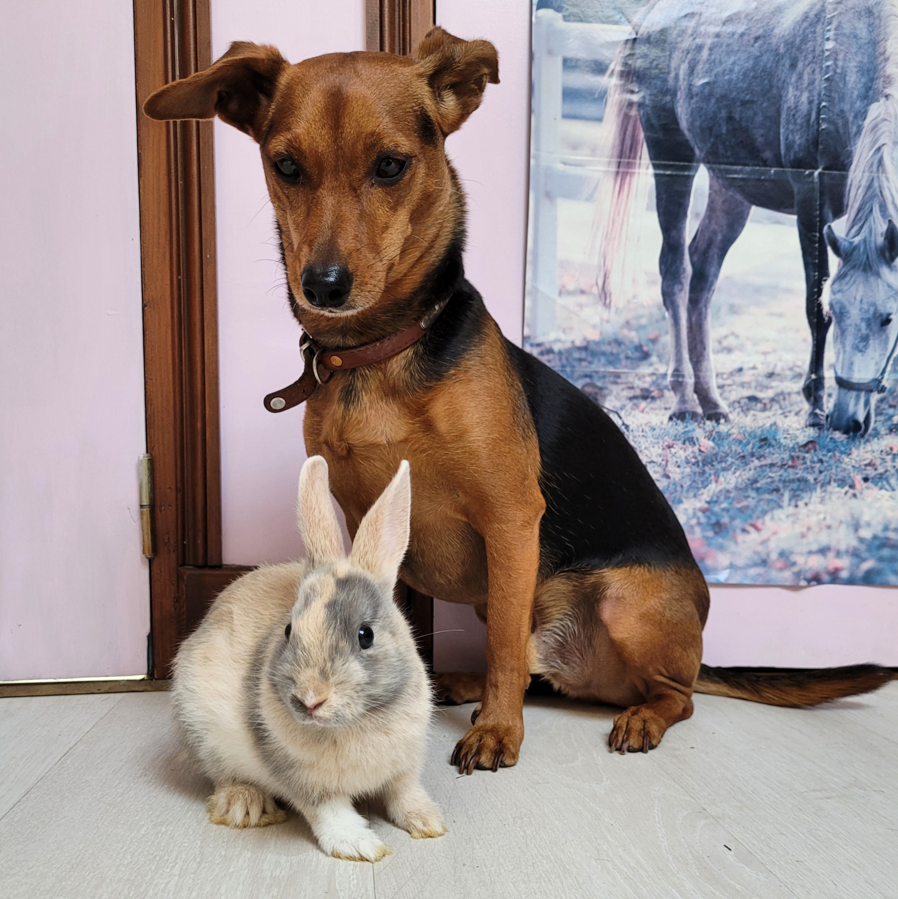 Service garde lapin 78 entre particuliers