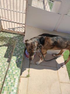 Service : chien Service : chien