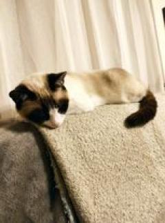 Service : chat Service : chat