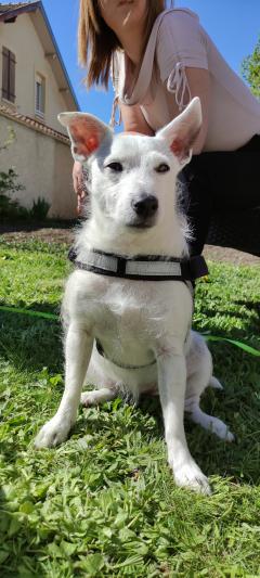 Service : chien Service : chien