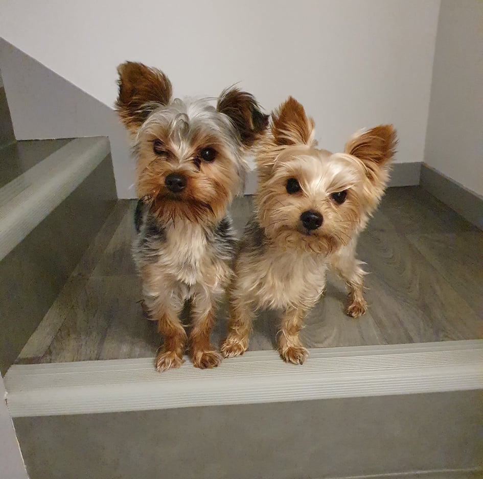 Service promeneur chien 35 entre particuliers