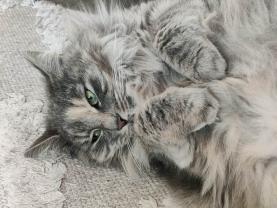 Service : chat Service : chat