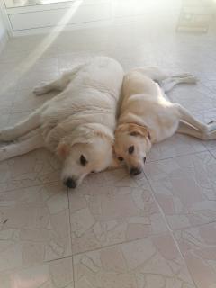 Service : chien Service : chien