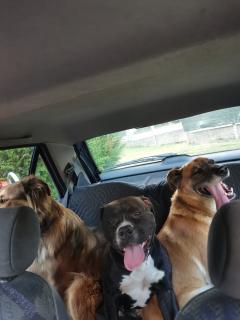 Service chien entre particuliers