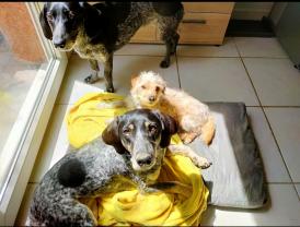 Demander ce petsitter