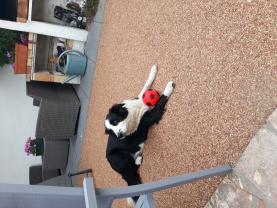 Service : chien Service : chien