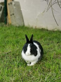 Service garde lapin entre particuliers