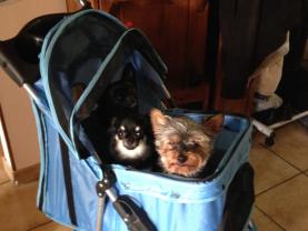 Service : chien Service : chien