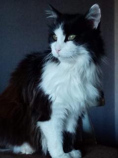 Service : chat Service : chat