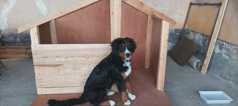 Service : chien Service : chien