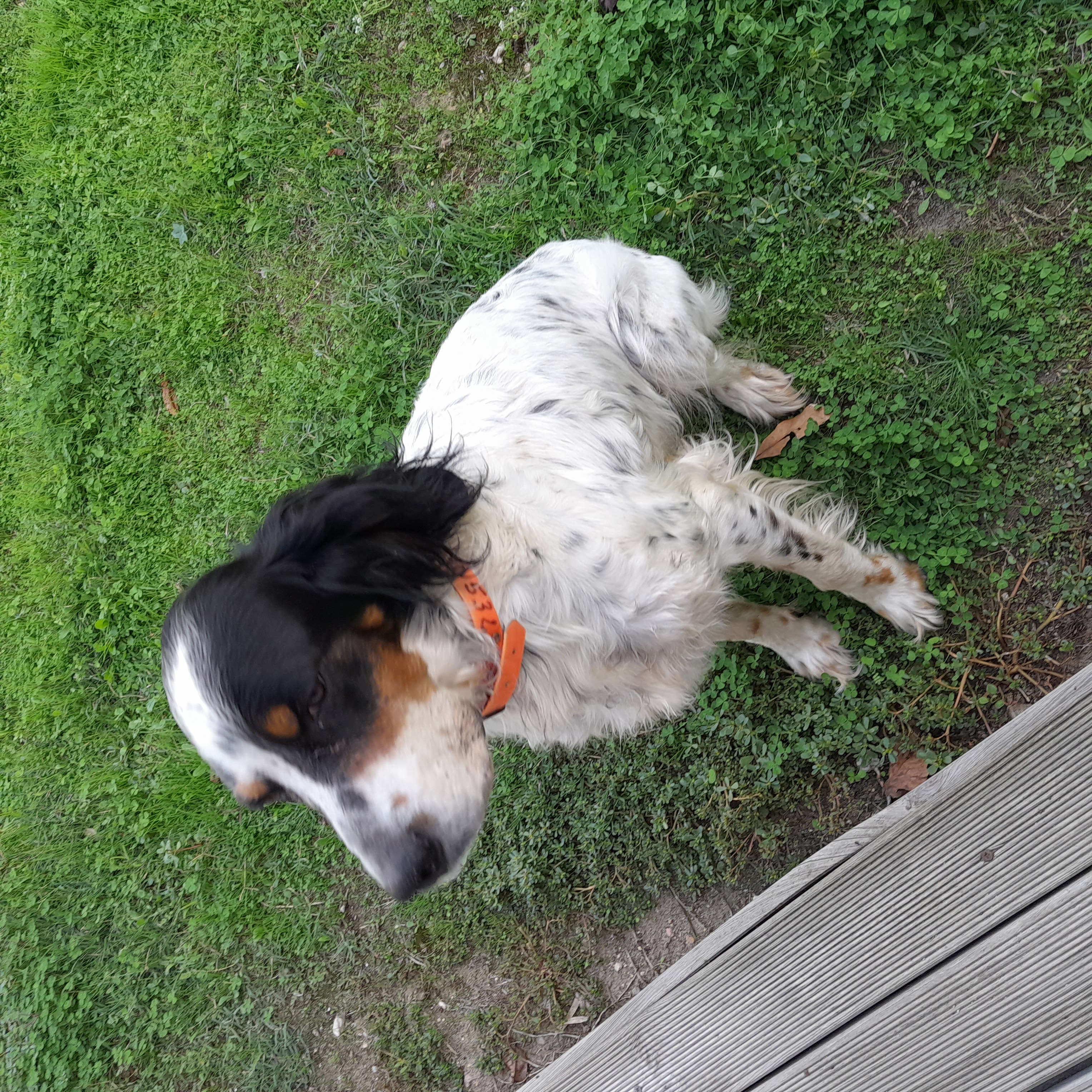 Service chien 33 entre particuliers