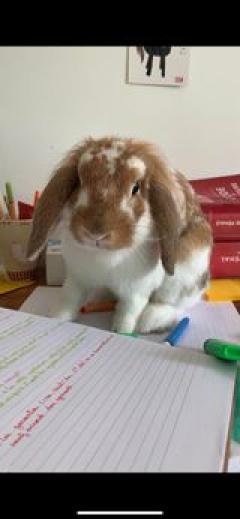 Service : garde lapin Service : garde lapin