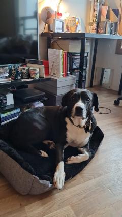 Service : chien Service : chien