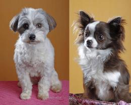 Service : chien Service : chien