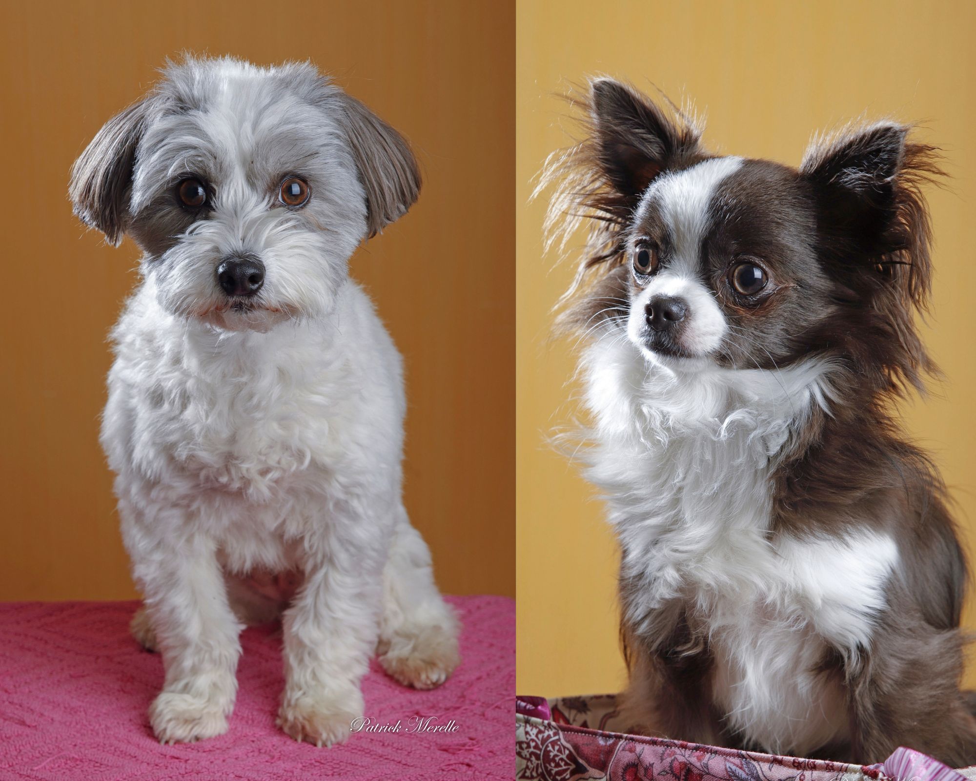 Service chien 61 entre particuliers
