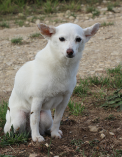 Service chien entre particuliers