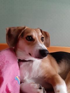 Service chien entre particuliers