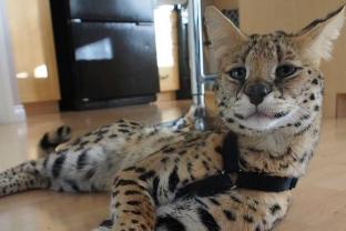 Service : chat Service : chat