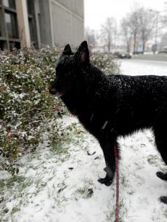 Service : chien Service : chien