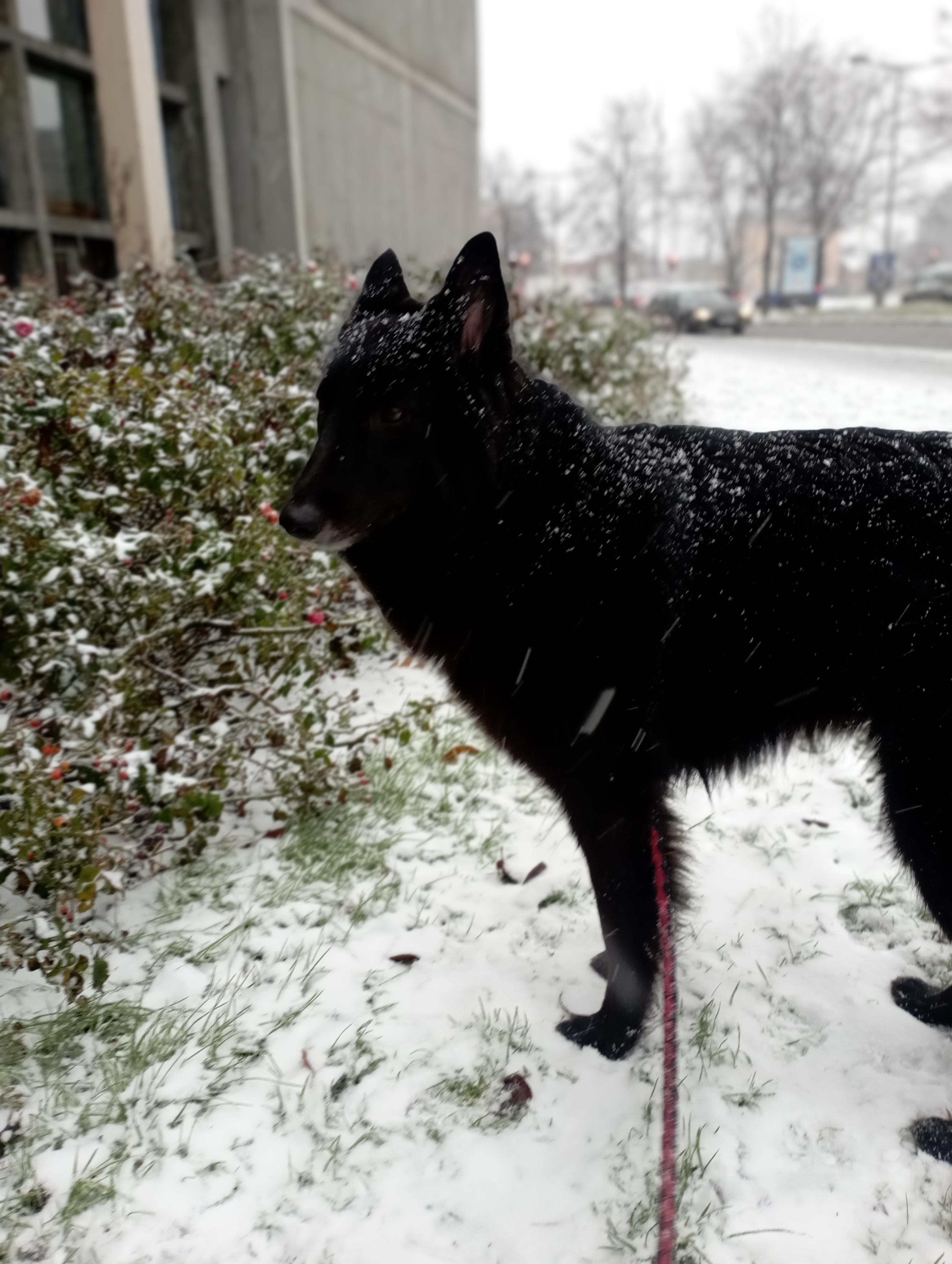 Service chien 90 entre particuliers