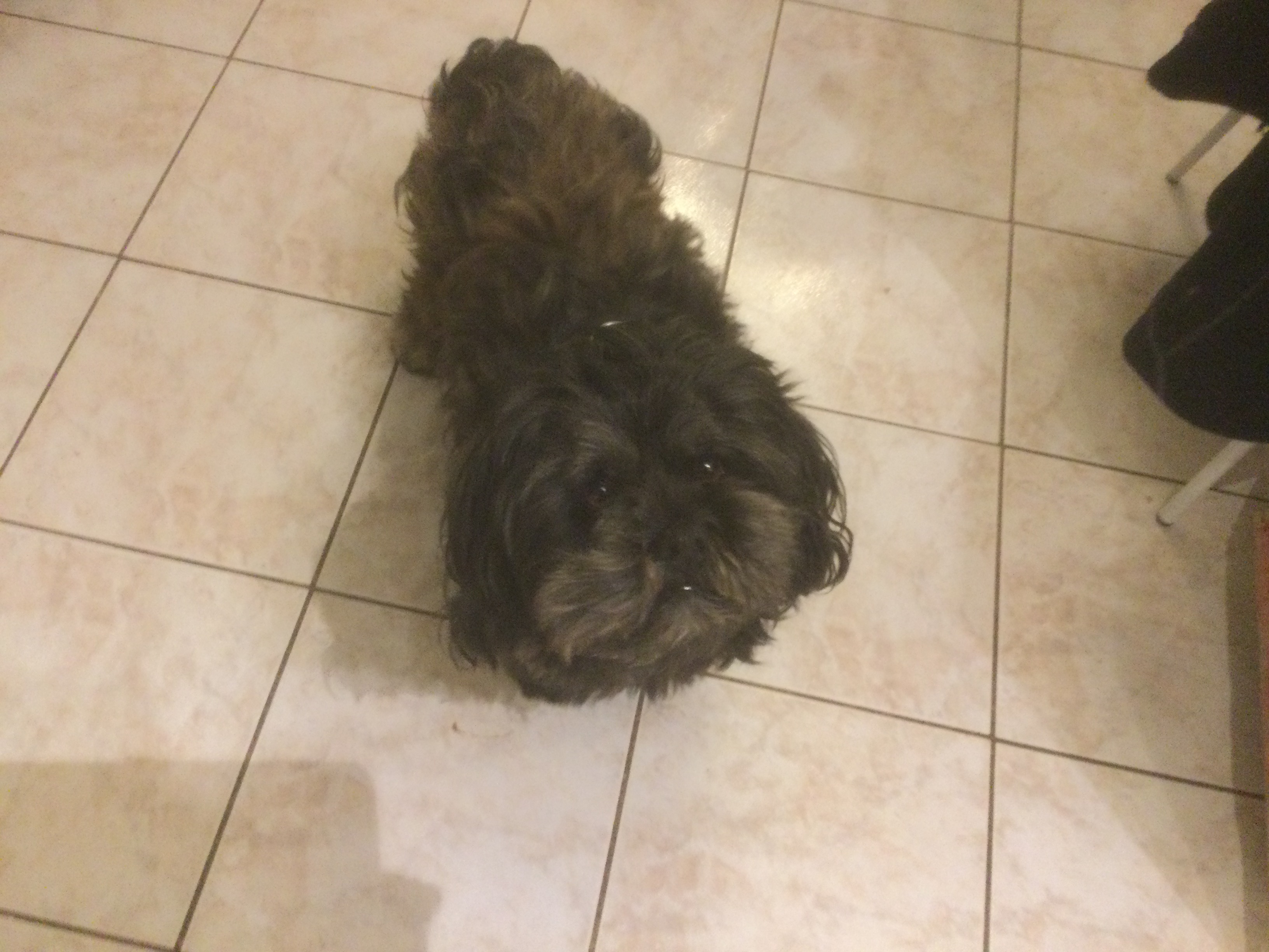 Service chien 86 entre particuliers