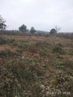 Service : debroussaillage Service : debroussaillage