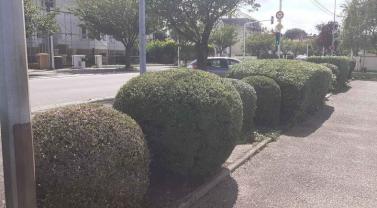 Service : entretien espace vert Service : entretien espace vert