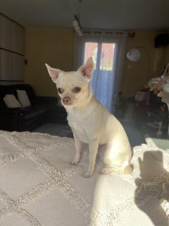 Service : garde animaux Service : garde animaux