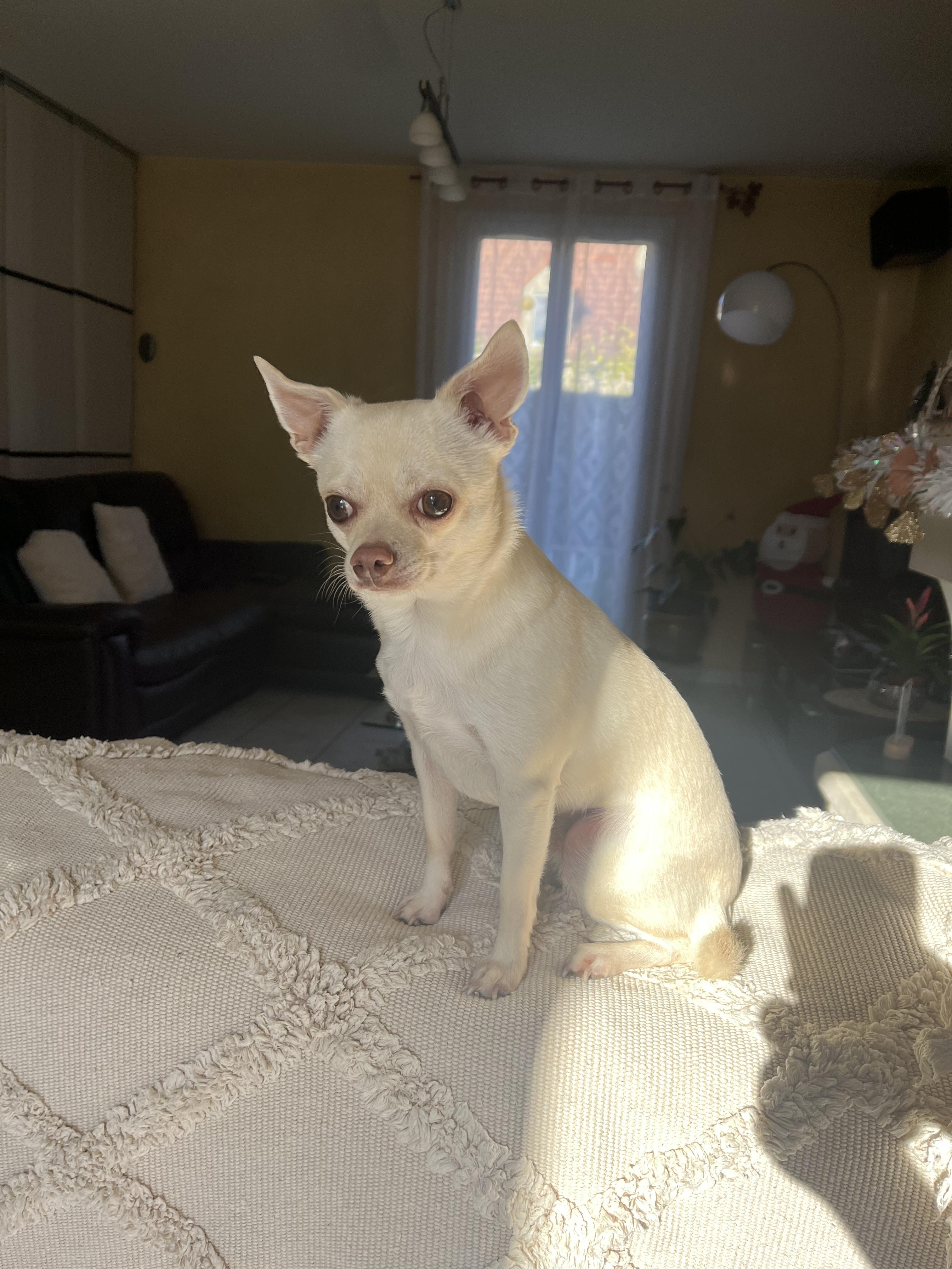 Service garde animaux 93 entre particuliers