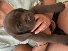 Service : chien Service : chien