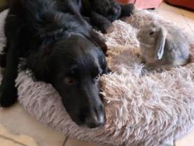 Demander ce petsitter