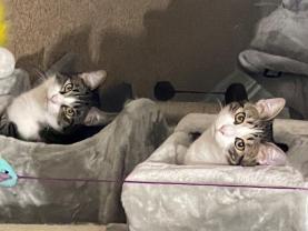 Demander ce catsitter
