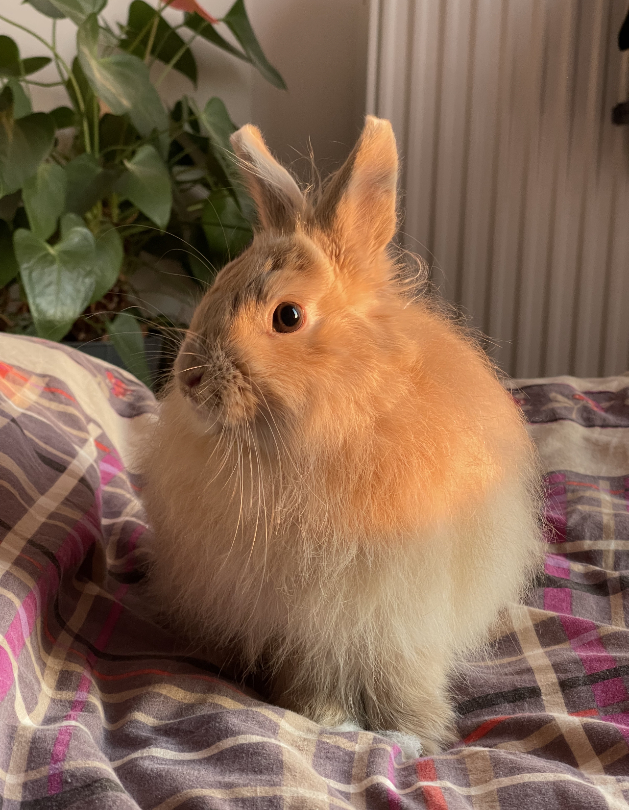 Service garde animaux 77 entre particuliers