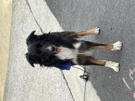 Service : chien Service : chien