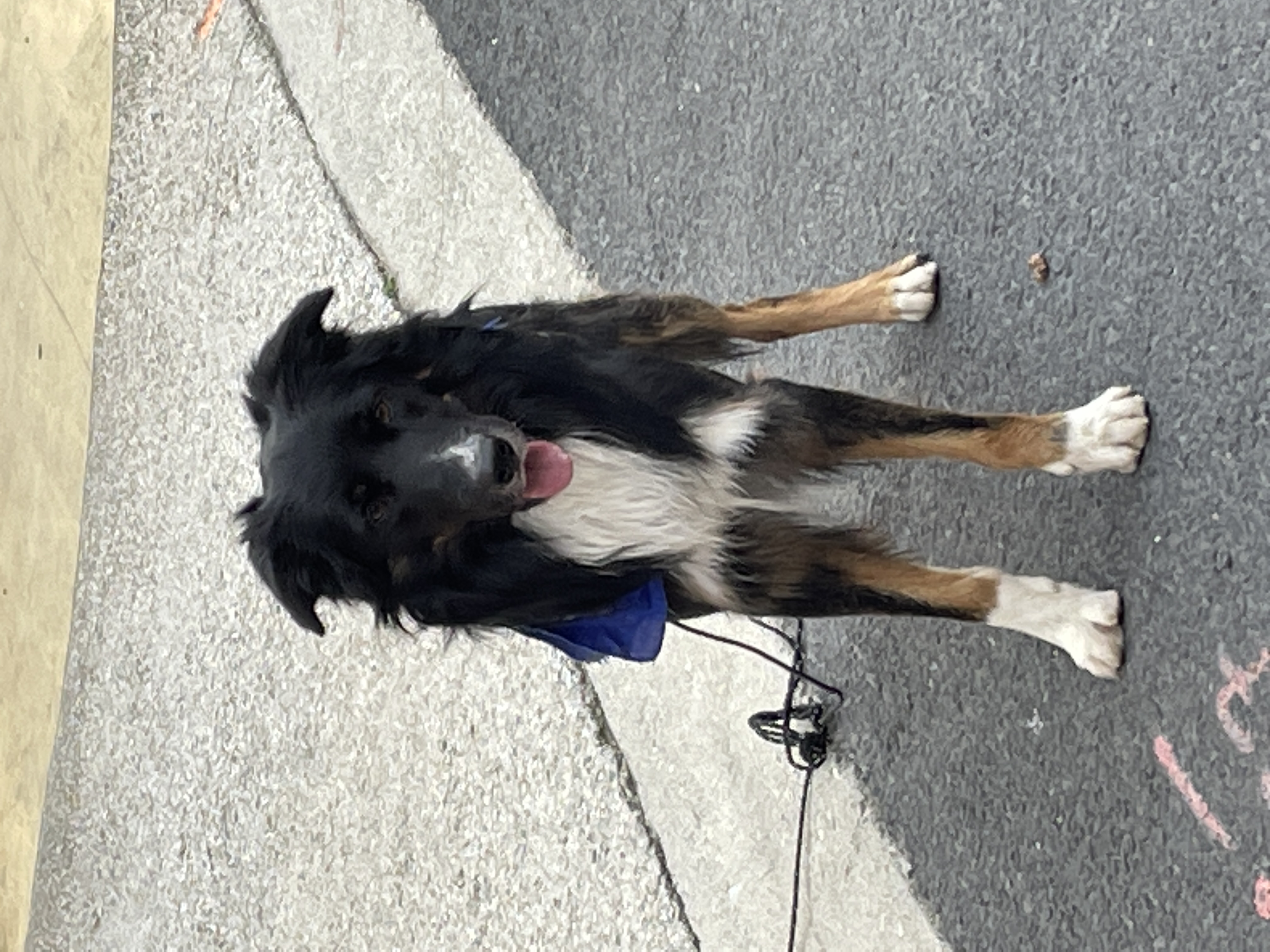 Service chien 66 entre particuliers
