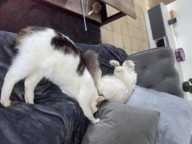 Demander ce catsitter