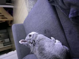 Service : garde lapin Service : garde lapin