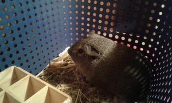 Service : garde animaux Service : garde animaux