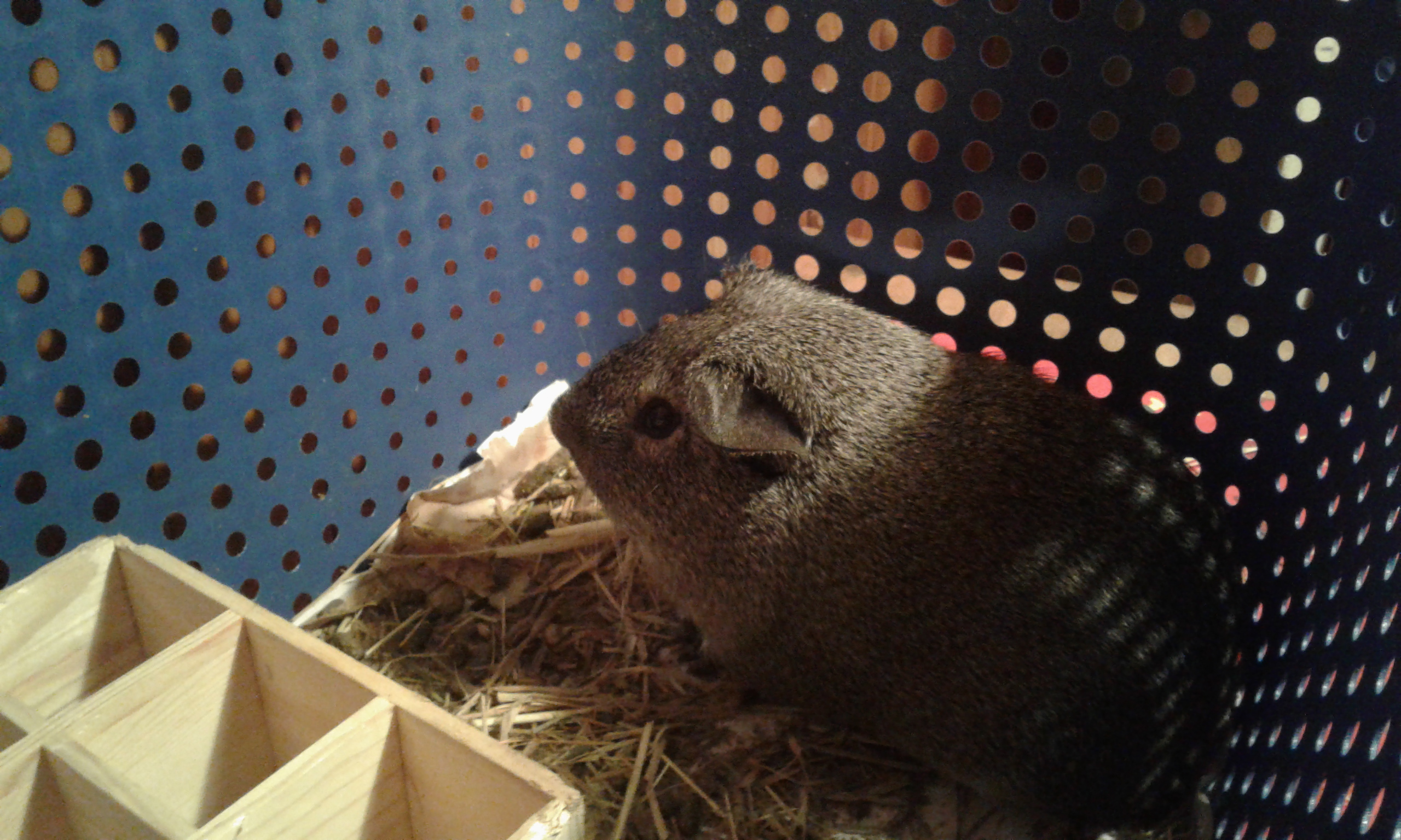 Service garde animaux 68 entre particuliers