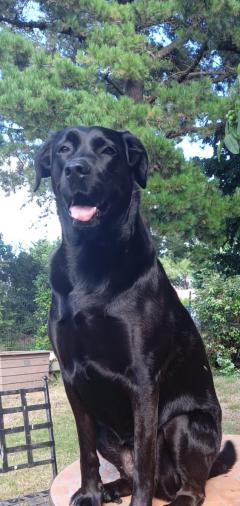 Service : chien Service : chien