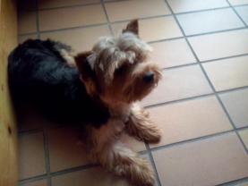 Service : chien Service : chien