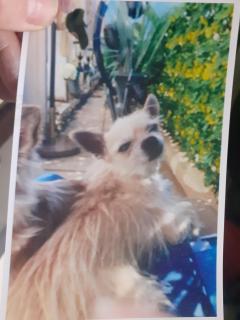 Service chien entre particuliers